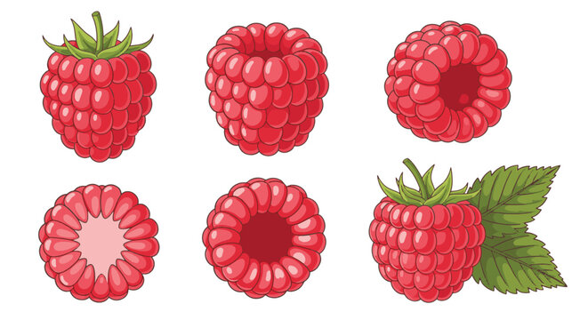 Vector illustration set of fresh red raspberries featuring whole berries with green leaves, hollow centers, various top views, and a cross-section isolated on a white background.