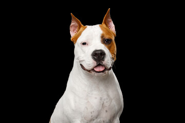 Obraz premium American Staffordshire Terrier with open mouth and happy expression, looking at camera, studio portrait on black background