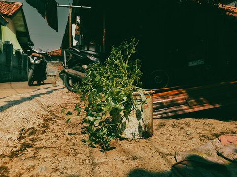 plant cultivation Sirih Cina/ Chinese betel (Peperomia pellucida)