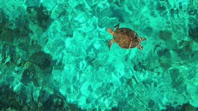 Aerial 4K Drone Footage Sea Turtle Gili Trawangan Indonesia Wildlife Ocean