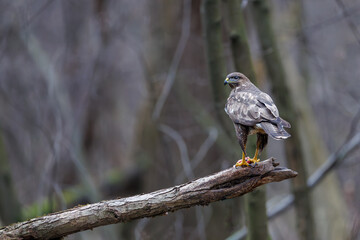 Fototapeta premium Common buzzard (Buteo buteo) perched on a branch with prey in early spring