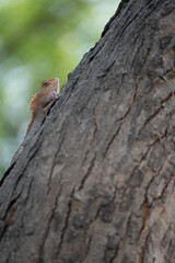 Obraz premium Close Up of Garden Lizard (Calotes sp.) on Textured Tree Trunk