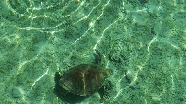 Aerial 4K Drone Footage Sea Turtle Gili Trawangan Indonesia Wildlife Ocean