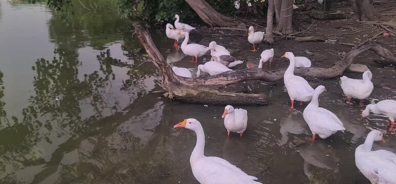 Large Flock of White Geese Gathering on the Muddy Shore and Swimming in a Scenic Lake