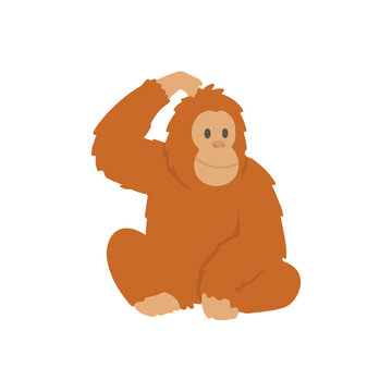 Cute orangutan sitting and scratching head flat vector illustration isolated on white background