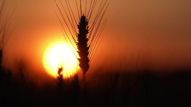 Wheat silhouette stands against sunset. Backlit wheat ear in field. Wheat spike near sun. Sunset light outlines wheat ear. Orange sunset over crop field.