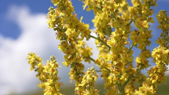 Bright yellow flowers of the great mullein, verbascum thapsus, gently swaying in a summer breeze against a beautiful blue sky with soft white clouds, showcasing nature's vibrant beauty