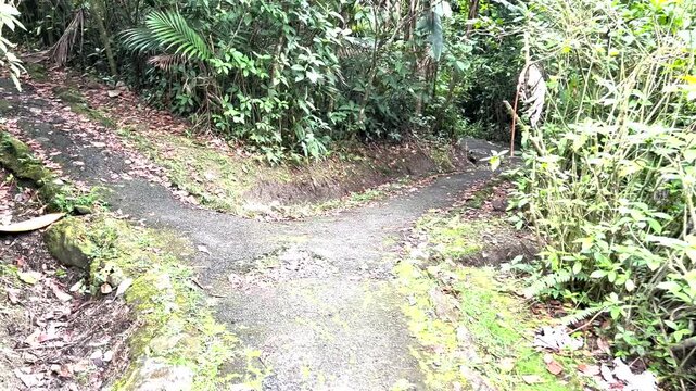 crossroad path in the forest