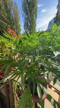 Vertical video perspective slowly pans from left to right around a lush, healthy green cannabis plant in the vegetative stage, growing in a black pot on a wooden residential balcony overlooking