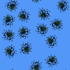 Fototapeta premium pattern cumin nigella sativa hand drawn. medicine petal, caraway oil, plant asian cumin nigella sativa vector sketch illustration