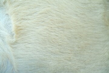 Detailed close up of natural brown goat fur texture © Berlind