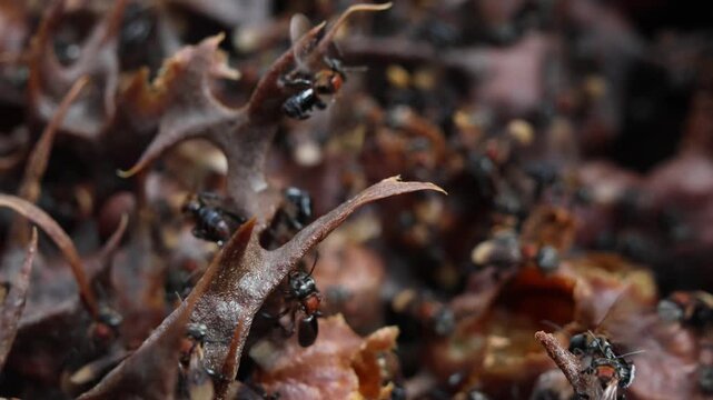 Hive of Heterotrigona itama, stingless bees. It features a highly organized, complex architecture engineered entirely in absolute darkness.