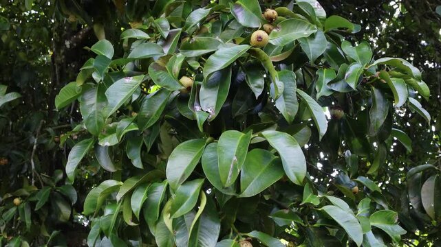 Unripe mangosteen on the tree. The unripe (green) version features a crisp texture and a tart, refreshing flavor similar to a green apple
