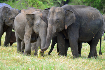 Fototapeta premium Elephants are in Minneriya National Park, Sri Lanka.