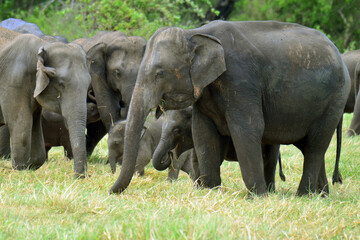 Fototapeta premium Elephants are in Minneriya National Park, Sri Lanka.