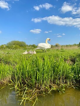 View of a mute swan with its cygnets resting on the grassy bank of the River Nene in Northampton, England, United Kingdom.