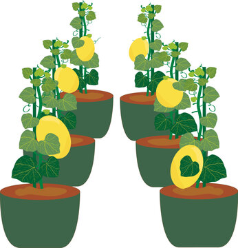 vector illustration of a plant illustration vector Yellow Melon fruit, urbanfarming style, healthy life, growing in polybag