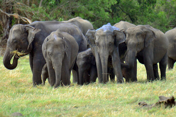 Fototapeta premium Elephants are in Minneriya National Park, Sri Lanka.