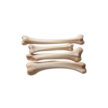 Stack of Animal Bones Clean and Dry