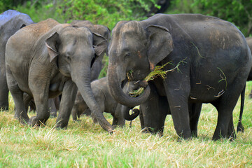 Fototapeta premium Elephants are in Minneriya National Park, Sri Lanka.