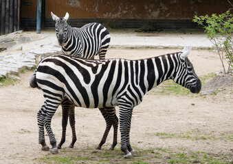 Obraz premium group of zebras with baby in the zoo
