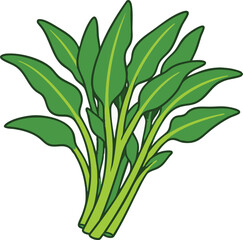 Fototapeta premium Flat Vector Fresh Spinach Clipart Green Leafy Vegetable. Cartoon illustration of organic spinach bunch with long stems on white background. 