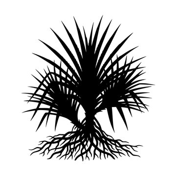 Tropical Pandanus Tree Silhouette with Stilt Roots Isolated on White