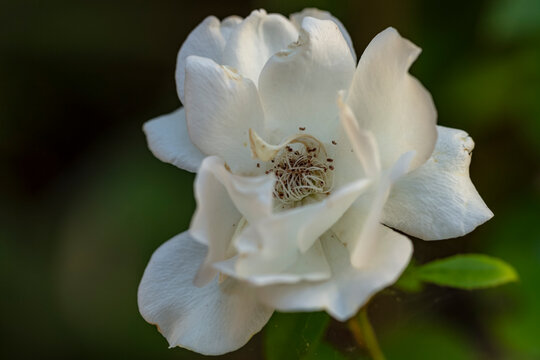 Rose blanche "d&eacute;corosiers Opalia"