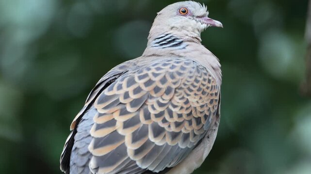 Close-Up of an Oriental Turtle Dove (Streptopelia orientalis) Resting Against a Green Bokeh Background 4K