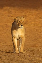 A lioness (Panthera leo) walking in early morning light, Kalahari desert, South Africa © EcoView