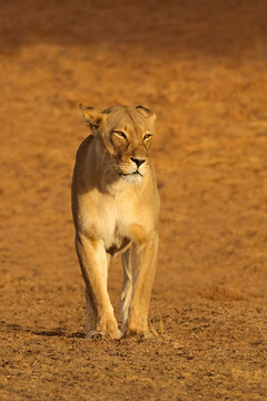 A lioness (Panthera leo) walking in early morning light, Kalahari desert, South Africa