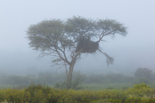 A scenic landscape with an African thorn tree in mist, South Africa