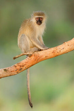 A small vervet monkey (Cercopithecus aethiops) sitting in a tree, South Africa
