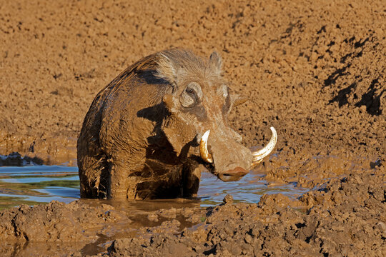 A warthog (Phacochoerus africanus) in a muddy waterhole, Mokala National Park, South Africa
