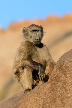 A young chacma baboon (Papio ursinus) sitting on a rock, South Africa