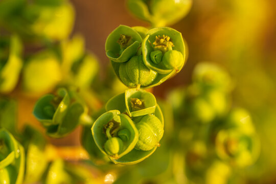 Intricate cup-shaped sea spurge flowers glow in vivid tones, lit by warm golden backlight along the coastal dunes of Portugal. A detailed macro shot reveals the delicate structure of each tiny bloom