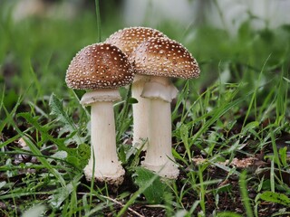 Fototapeta premium Tokyo, Japan - June 29, 2026: Closeup of Young Amanita muscaria or panther cap