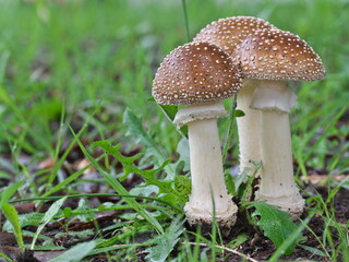 Tokyo, Japan - June 29, 2026: Closeup of Young Amanita muscaria or panther cap © Khun Ta