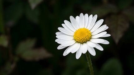 Fototapeta premium white daisy in the garden