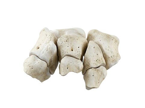 Anatomical model of human carpal bones isolated on white background