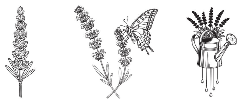 Zentangle Patterned Lavender Sprig, Swallowtail Butterfly on Flowers, and Dripping Watering Can Line Art