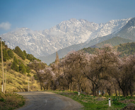 View of a winding road leading towards the snow-capped peaks of the Zaamin mountains, surrounded by blooming trees and lush hillsides in Zaamin, Jizzakh Region, Uzbekistan.