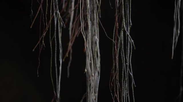 Hanging tree roots closeup on dark background