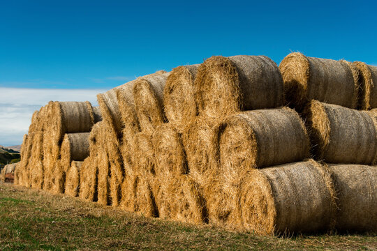 Hay Bales Stacked Under Blue Sky: A field filled with neatly stacked round hay bales, bathed in bright sunlight, under a clear blue sky. A symbol of harvest and rural life.