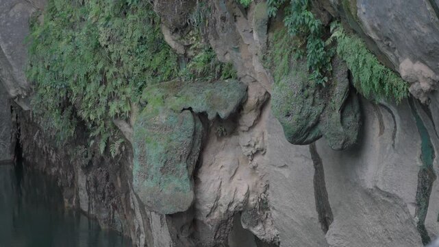 Close-up shot of a rocky cave entrance or wall covered in lush green ferns, moss, and natural vegetation.
