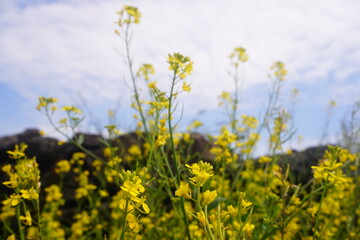 Obraz premium Bright yellow canola flowers blooming in Jeju island