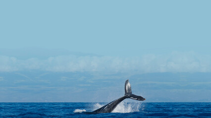 Obraz premium Whale in ocean desktop wallpaper