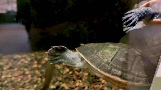 Pink-bellied side-necked turtles swimming inside glass aquarium tank underwater
