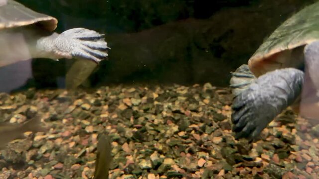 Pink-bellied side-necked turtles swimming inside glass aquarium tank underwater