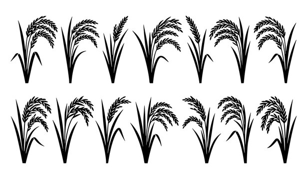 Black silhouette rice stalks collection isolated on white background